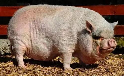 小猪崽子的爆料视频播放,幕后真相大曝光